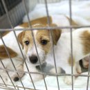 강아지집 이미지