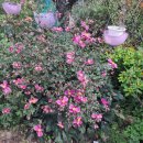 요즘애들요 이미지