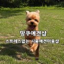 샵봄애견샵 | 시흥애견미용 친절한 망쿠애견샵! 푸들 스포팅컷 추천
