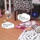 까미와둥이