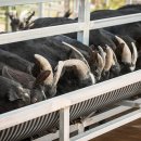 토종흑염소 이미지