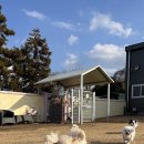 제주네 애견유치원 | 제주 애견유치원 추천, 픽드랍까지 되는 호야별 애견유치원 이용 후기(제주 애견유치원 / 제주 애견호텔...