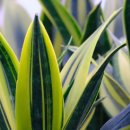 반려식물키우기 이미지