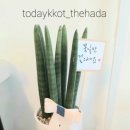 송송디저트 이미지