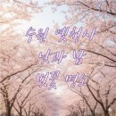 경기도청 | 2026 벚꽃 개화시기 수원 옛청사 애견동반 가능한 벚꽃 명소