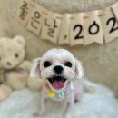 수멍발소 이미지