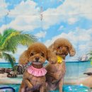 펫 살롱 파밀리에 이미지