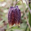 패모 꽃(Fritillaria) 몇 종류~ 이미지