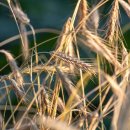 단골농약 이미지