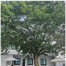 꽃지늘봄펜션 이미지