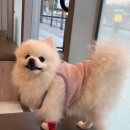 더 가까운 동물병원 | 수서 얼바인동물병원 포메 미용 및 바베시아 진단 후기 1탄