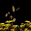 강아지풀 이미지