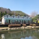 꽃피는 초리골 이쁜 산수유 구경 초호쉼터 파주워크샵펜션 추천