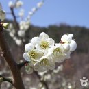 “이렇게 편한데, 뭣이 중헌디!” 곡성관광택시 타고 섬진강 꽃놀이 이미지