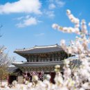 금천둔치
(산양교뒤) | 서울벚꽃명소 실시간! 여의도 윤중로 벚꽃길과 석촌호수, 남산타워, 경복궁 만개현황