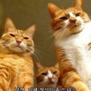미묘 이미지