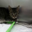 6-42 140601 창천동 고양이 이미지