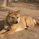 나의 반려견 이미지