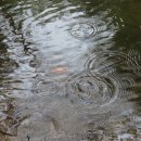 쇼펜하우어 이미지