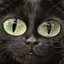 Scientific viewpoint or 'religious' belief: My cat explains energy optimism 이미지