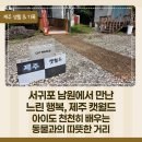 캣피아노피아노치는고양이 | 서귀포 남원 제주 캣월드 아이와 가볼 만한 곳, 고양이와 교감하며 힐링한 하루