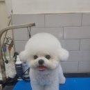 몽슈피스 이미지