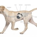 데이동물의료센터 이미지