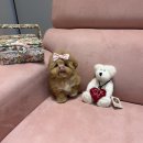 럽댕 강아지분양 이미지