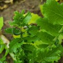 은광농장 이미지