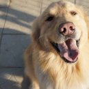 깐돌이네 애견미용호텔 이미지