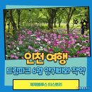 야생화단지내 | 인천 드림파크 야생화단지 6월 꽃 구경 양귀비와 작약꽃에 향연