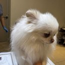 경주동물병원 | 경주시청년센터 아리아리5기 과잉진료없는 경주동물병원 포메라니안 안압 검사 방문