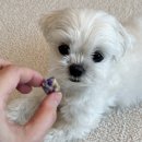 해피전자 | 강아지 수제 간식 해피테일즈 직접 먹여본 닭고기 간식 솔직 후기