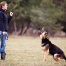 츄츄 동물병원 이미지