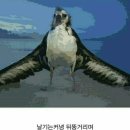 알바트로스