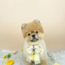 사르르몽몽 이미지