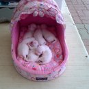 선이네 Daum카페