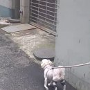 은해반려동물보조기 이미지