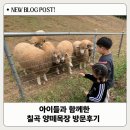 칠곡양떼목장 | 아이들과 함께한 칠곡양떼목장 후기