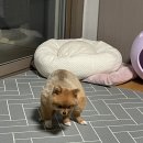 용맹까까 네이버블로그