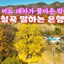 말하는은행나무 이미지