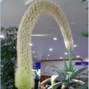 피네커피