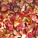 이포보 강변 이미지