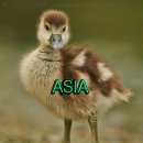 플로잉덕