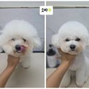 마미몽 펫샵 이미지