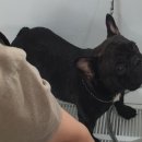 도그피아 애견 훈련 학교 이미지