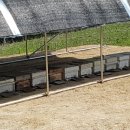 꿀베리하우스 이미지