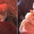 해준농장 이미지