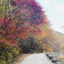 금대에코힐링캠핑장(주차장) 이미지