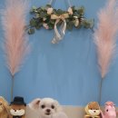 해피독쌤 이미지